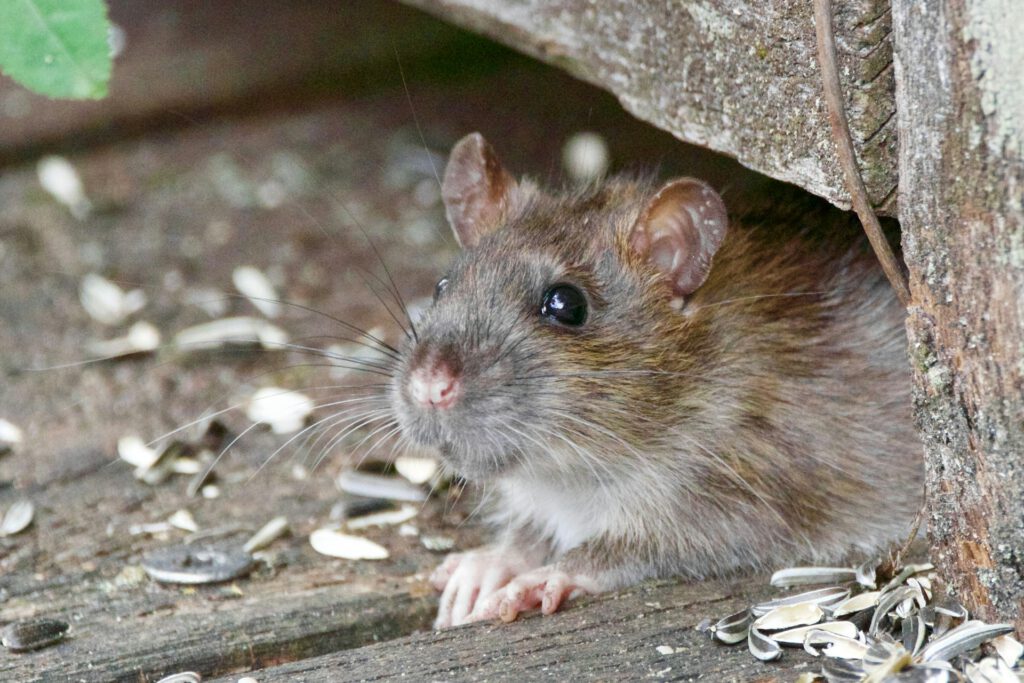 Eine Ratte