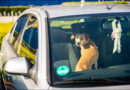 Hund im Auto bei Sonne.