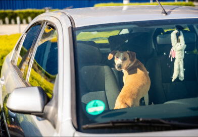 Hund im Auto bei Sonne.