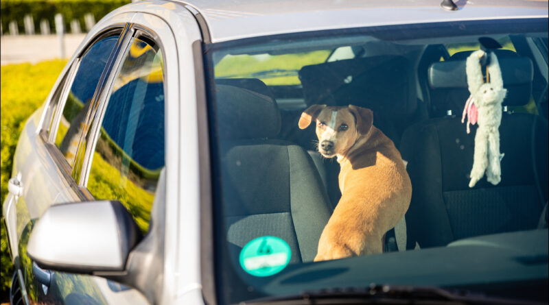 Hund im Auto bei Sonne.