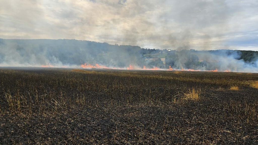 Ein Eindruck des Außmaßes des Flächenbrandes, zu dem insgesamt 118 Einsatzkräfte der Feuerwehr gerufen wurden.