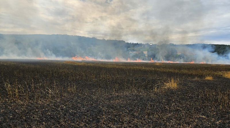 Ein Eindruck des Außmaßes des Flächenbrandes, zu dem insgesamt 118 Einsatzkräfte der Feuerwehr gerufen wurden.
