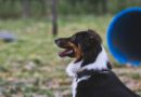 Stadt Lügde startet Hundebestandsaufnahme zur Sicherstellung der Steuergerechtigkeit