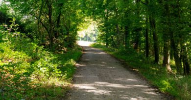Pyrmonter Wanderwege werden aufgewertet