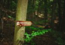 Der Wald gehört zu Lügde – Naturraum, Wirtschaftsfaktor und Teil unserer Heimat